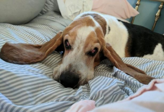 Illustration de l'article : Une femme endeuillée fait appel aux internautes pour trouver quelqu’un qui voudra bien lui laisser câliner son chien