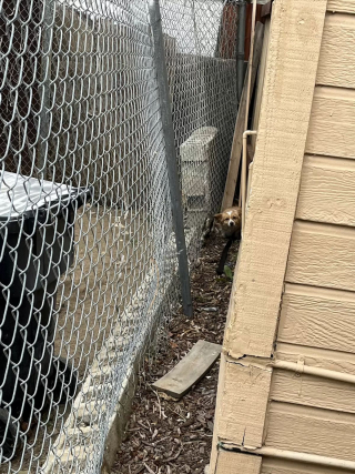 Illustration de l'article : Un chien errant attend devant une maison et saisit la chance de sa vie lorsque la porte s'ouvre ! (Vidéo)