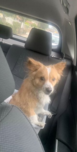 Illustration de l'article : Un chien errant attend devant une maison et saisit la chance de sa vie lorsque la porte s'ouvre ! (Vidéo)