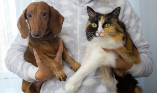 Illustration de l'article : Cette illusion d’optique révèle si vous préférez les chiens ou les chats !