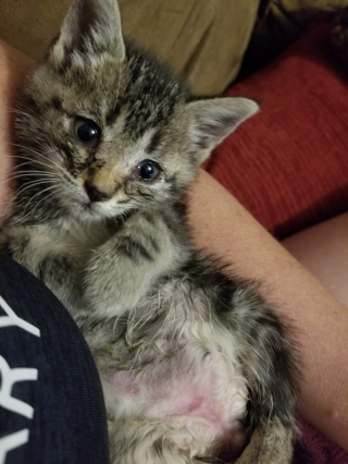 Illustration de l'article : Un chaton paralysé et sur le point de perdre la vie fait une rencontre qui a changé son destin (vidéo)
