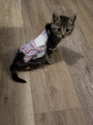 Illustration de l'article : Un chaton paralysé et sur le point de perdre la vie fait une rencontre qui a changé son destin (vidéo)