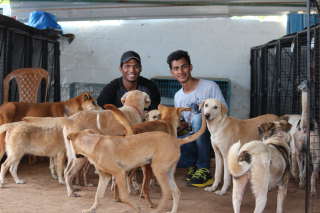 Illustration de l'article : Passionné d'animaux depuis son enfance, cet entrepreneur généreux a sauvé plus de 2 000 chiens errants (vidéo)