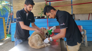 Illustration de l'article : Passionné d'animaux depuis son enfance, cet entrepreneur généreux a sauvé plus de 2 000 chiens errants (vidéo)