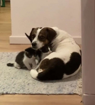 Illustration de l'article :  Un chien endeuillé après le décès de sa meilleure amie reprend goût à la vie grâce à des chatons (vidéo)