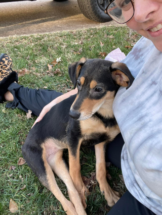 Illustration de l'article : Une chienne paralysée après une blessure par balle donne un sens à sa vie en aidant les enfants handicapés (vidéo)