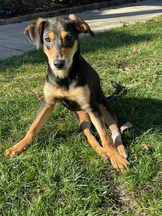 Illustration de l'article : Une chienne paralysée après une blessure par balle donne un sens à sa vie en aidant les enfants handicapés (vidéo)