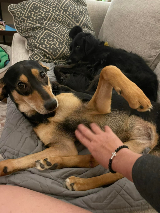 Illustration de l'article : Une chienne paralysée après une blessure par balle donne un sens à sa vie en aidant les enfants handicapés (vidéo)