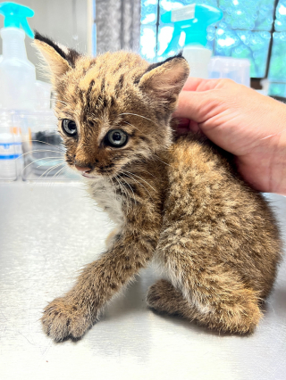 Illustration de l'article : Un couple pense sauver un chaton et découvre qu’il s’agit en fait d’un tout autre animal : un lynx !