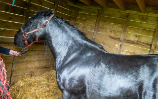 Illustration de l'article : Plusieurs équipes de secours unissent leurs forces pour sauver la vie d'un cheval piégé jusqu'au cou