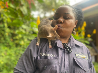 Illustration de l'article : Les rats, nouveaux héros des équipes de secours localisant les victimes des tremblements de terre (vidéo)