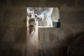 Illustration de l'article : Les rats, nouveaux héros des équipes de secours localisant les victimes des tremblements de terre (vidéo)