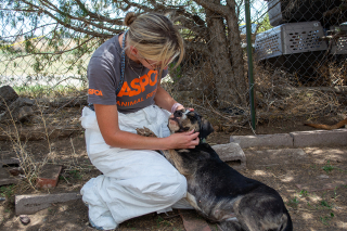 Illustration de l'article : Plus de 40 chiens ont été retrouvés dans un état grave de négligence et de cruauté au Nouveau-Mexique