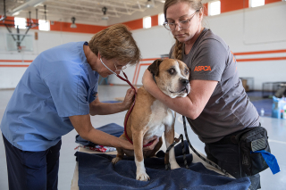Illustration de l'article : Plus de 40 chiens ont été retrouvés dans un état grave de négligence et de cruauté au Nouveau-Mexique