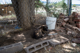 Illustration de l'article : Plus de 40 chiens ont été retrouvés dans un état grave de négligence et de cruauté au Nouveau-Mexique
