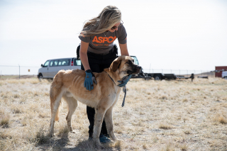 Illustration de l'article : Plus de 40 chiens ont été retrouvés dans un état grave de négligence et de cruauté au Nouveau-Mexique