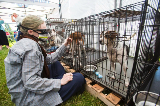 Illustration de l'article : Après des années de loyaux services, un groupe de sauvetage de chiens de Louisiane fait sa dernière intervention