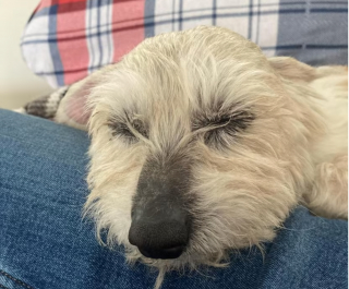 Illustration de l'article : Un chien âgé et aveugle a réussi à séduire sa famille d’accueil grâce à sa "personnalité effrontée” et elle a décidé de le garder