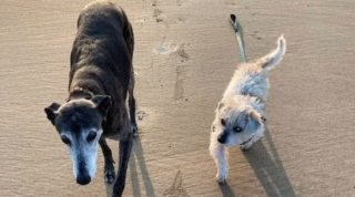 Illustration de l'article : Un chien âgé et aveugle a réussi à séduire sa famille d’accueil grâce à sa "personnalité effrontée” et elle a décidé de le garder