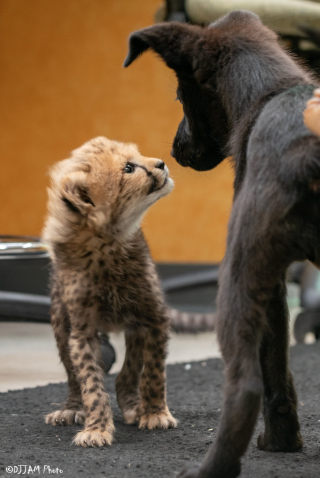 Illustration of the article: A baby cheetah meets the pup who will become his best friend for the first time (video)