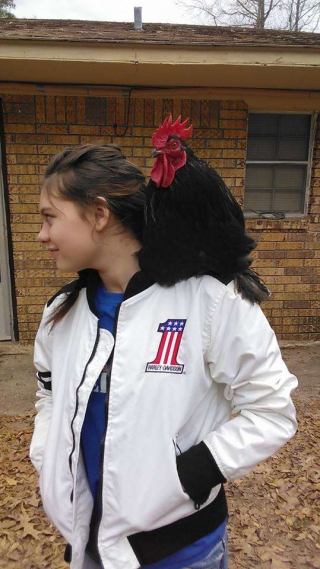 Illustration de l'article : Chaque jour, ce coq court vers le bus scolaire pour saluer sa meilleure amie (vidéo)