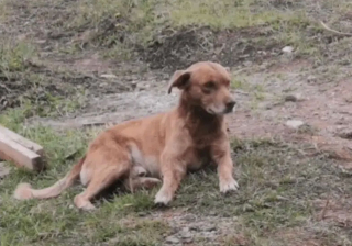 Illustration de l'article : Un chien errant et blessé se rend sur un chantier pour demander de l'aide : les ouvriers lui offrent bien plus ! (Vidéo)
