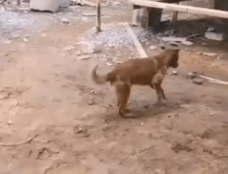 Illustration de l'article : Un chien errant et blessé se rend sur un chantier pour demander de l'aide : les ouvriers lui offrent bien plus ! (Vidéo)