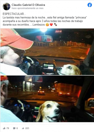 Illustration de l'article : Un chien accompagne son père, chauffeur de taxi, au travail, et les clients en sont ravis