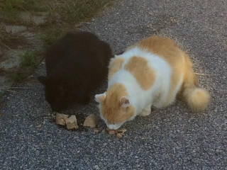 Illustration de l'article : Ce chat sauvage a eu la chance de connaître la douceur d’un foyer aimant avant d’être emporté par la maladie