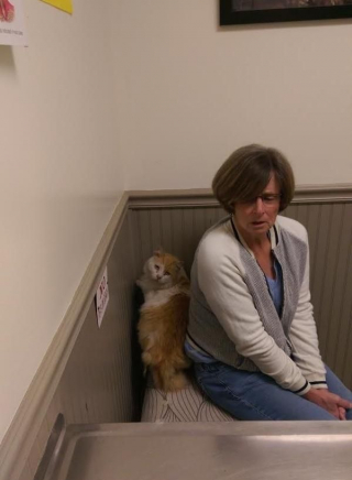 Illustration de l'article : Ce chat sauvage a eu la chance de connaître la douceur d’un foyer aimant avant d’être emporté par la maladie