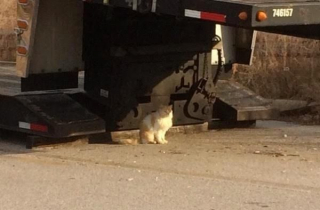 Illustration de l'article : Ce chat sauvage a eu la chance de connaître la douceur d’un foyer aimant avant d’être emporté par la maladie