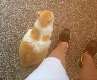 Illustration de l'article : Ce chat sauvage a eu la chance de connaître la douceur d’un foyer aimant avant d’être emporté par la maladie