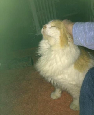 Illustration de l'article : Ce chat sauvage a eu la chance de connaître la douceur d’un foyer aimant avant d’être emporté par la maladie