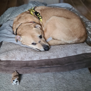 Illustration de l'article : Pensionnaire d'un refuge pendant 7 longues années, ce chien voit enfin son plus grand rêve se réaliser !