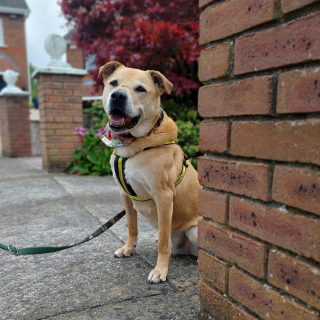 Illustration de l'article : Pensionnaire d'un refuge pendant 7 longues années, ce chien voit enfin son plus grand rêve se réaliser !
