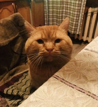 Illustration de l'article : 20 chats grognons avec lesquels nous vous déconseillons de tenter une approche