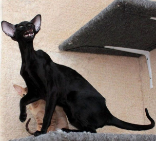 Illustration de l'article : 20 chats grognons avec lesquels nous vous déconseillons de tenter une approche