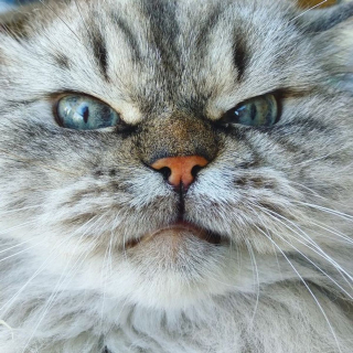 Illustration de l'article : 20 chats grognons avec lesquels nous vous déconseillons de tenter une approche