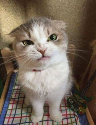 Illustration de l'article : 20 chats grognons avec lesquels nous vous déconseillons de tenter une approche
