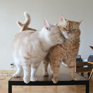 Illustration de l'article : 20 chats grognons avec lesquels nous vous déconseillons de tenter une approche