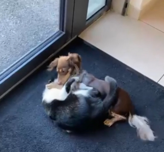 Illustration de l'article : Pour déstresser du passage chez le vétérinaire, un chien joue intensément avec un chat de la salle d'attente (vidéo)