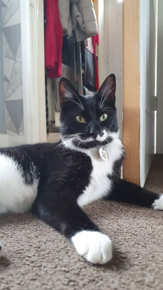 Illustration de l'article : Une famille lance une cagnotte pour venir en aide à son chat ayant des grosseurs dans la bouche