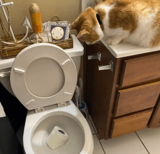 Illustration de l'article : 17 chats rebelles qui ne reconnaissent qu'une seule loi, la leur