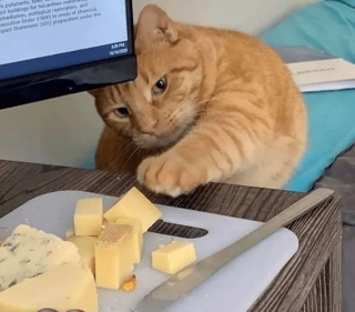 Illustration de l'article : 17 chats rebelles qui ne reconnaissent qu'une seule loi, la leur