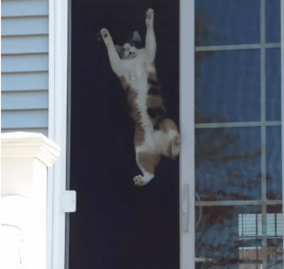 Illustration de l'article : 17 chats rebelles qui ne reconnaissent qu'une seule loi, la leur