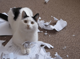 Illustration de l'article : 17 chats rebelles qui ne reconnaissent qu'une seule loi, la leur