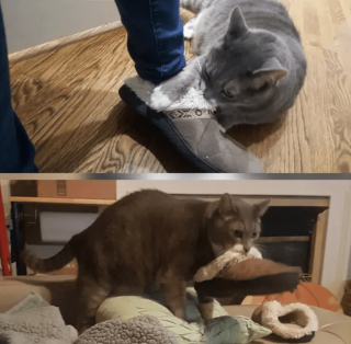 Illustration de l'article : 17 chats rebelles qui ne reconnaissent qu'une seule loi, la leur