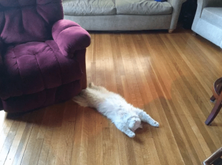 Illustration de l'article : 17 chats rebelles qui ne reconnaissent qu'une seule loi, la leur