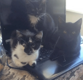 Illustration de l'article : 17 chats rebelles qui ne reconnaissent qu'une seule loi, la leur