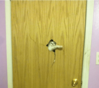 Illustration de l'article : 17 chats rebelles qui ne reconnaissent qu'une seule loi, la leur